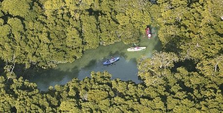 Sencar Island Mangrove Kayaking