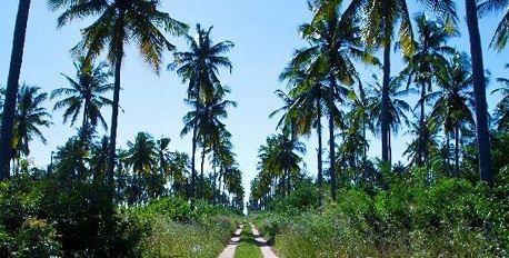 Quirimba Coconut Tree Plantation