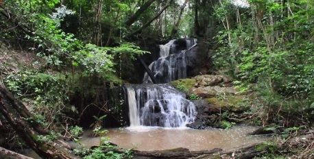 Karura Forest 