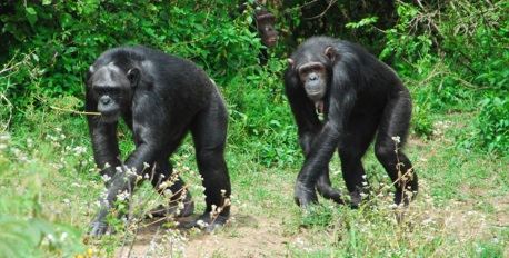Jane Goodall Chimpanzee Sanctuary