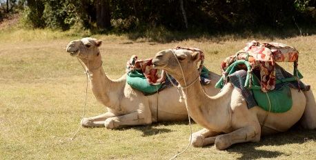  Camel Treks