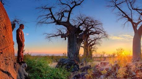 Bushmen Paintings and Baobab Trees 