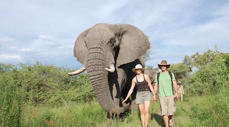 Living with Elephants Immersive Experience 
