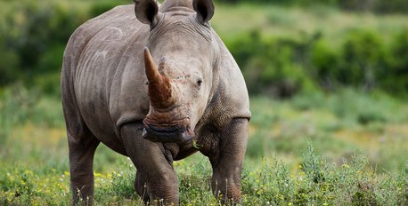 Rhino Conservation Talk