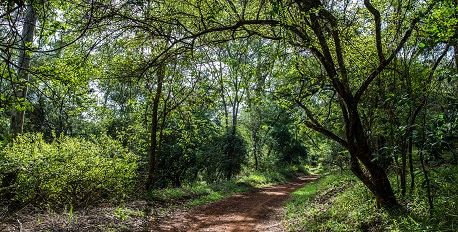 Karura Forest Reserve