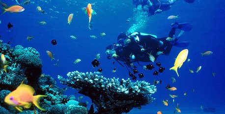 Pinnacle Reef Diving