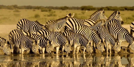 Migration of Zebra