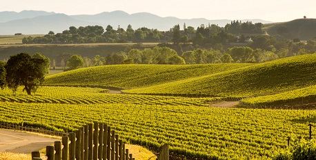Santa Ynez & Los Olivos Wine Growing Regions 