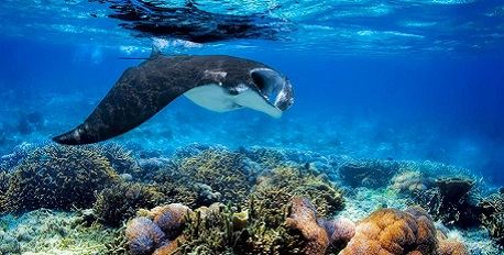 Incredible Marine Life